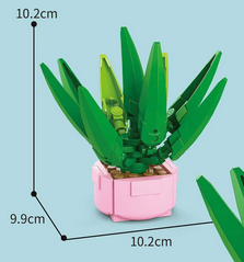 Haworthia Fasciata