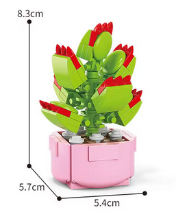 Cotyledon Tomentosa
