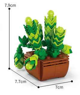 Sedum Dasyphyllum